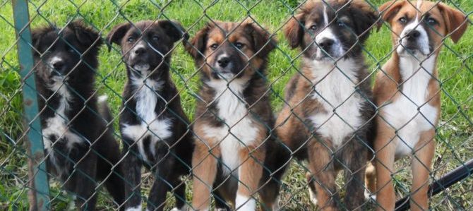 Adottare un cane,come procedere per realizzare una scelta consapevole.