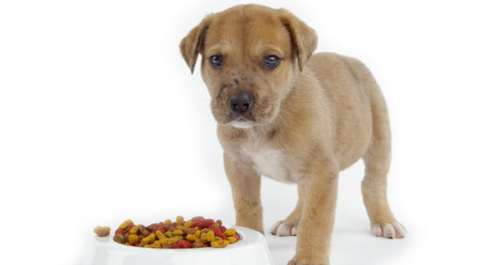 I derivati della carne negli alimenti per cani: cosa sono?