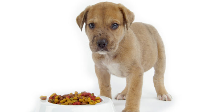 cibo per cani e1519584692489