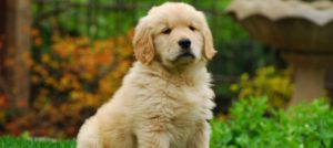 golden retriever 1827899 960 720 e1518607446599