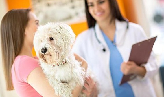 img il mio cane non vuole andare dal veterinario cosa posso fare 369 paso 1 600