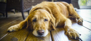 malattie del cane e1518474945443