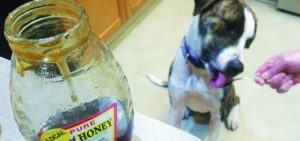 miele x cani e1518037863753