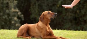 obbedienza e1518170836249