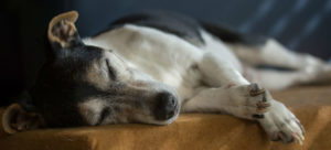 piometra cane cover e1518039684680