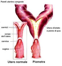 piometra