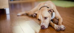 sverminazione cane adulto quando serve