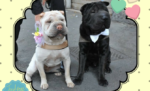 Wedding Dog Cake – sposarsi insieme a Fido