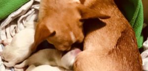 28821918 10211445226141704 657513554 o 2 e1521150930136