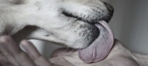 CANE 542e4d6f680bb0.37288237 e1522249284188