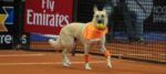 Tennis: agli Atp di San Paolo, cani “raccattapalle” in cerca di adozione