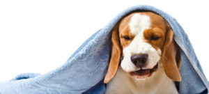 Collasso tracheale cane mondofido e1519942644710