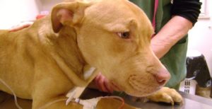 Filariosi nel cane mondofido e1521454167200