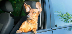 In viaggio col cane mondofido e1519592059836