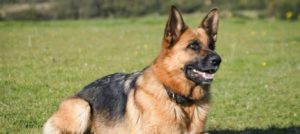 Pancreatite Mondofido e1520371914437