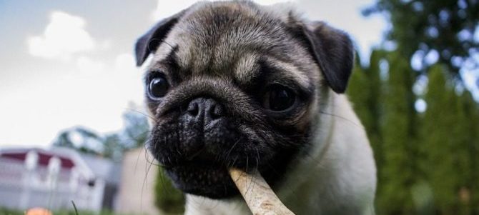 Gli alimenti per cani contengono additivi pericolosi?