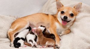 cagna gravidanza parto mondofido e1521753371491