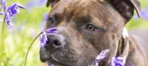 cane naso odore e1521031442219