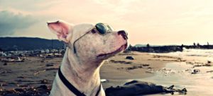 cane vacanza 1 e1520632002921