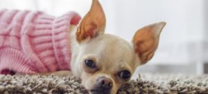 cane vestito e1521637958693