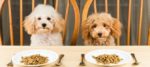 I carboidrati sono essenziali nell’alimentazione del cane?