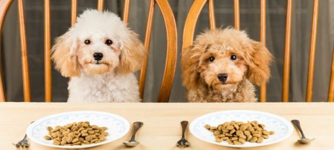 I carboidrati sono essenziali nell’alimentazione del cane?