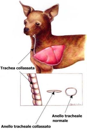 collasso tracheale mondofido