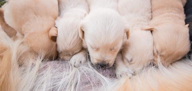 cuccioli ciuccianti e1522353261102