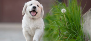 cucciolo felice e1521830725100