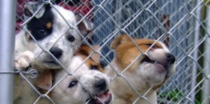 dog 1441396 1920 e1520804361766