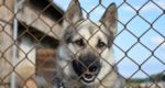 Il Comune di Livorno “sponsorizza” sul proprio sito 40 cani da adottare