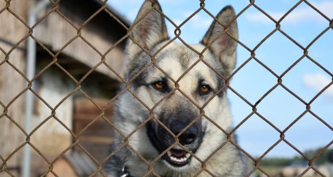 dog 2755489 1920 e1520976504297