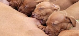 gravidanza del cane mondofido e1520547566337