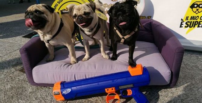 my pets hero nerf dog 768x576 e1520889302677