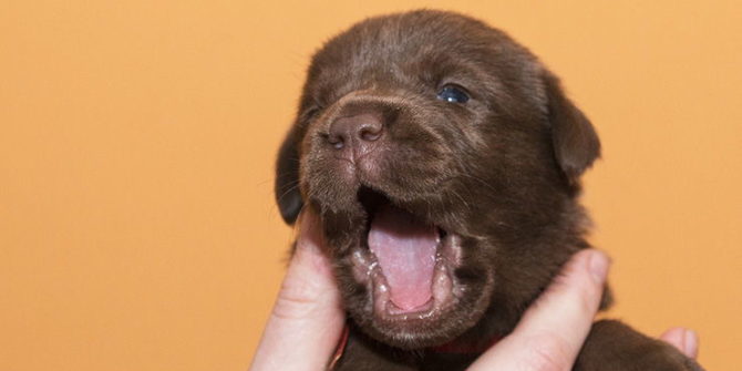 Titolazione anticorpale nel cane: cos’è e perché si può fare al posto delle vaccinazioni