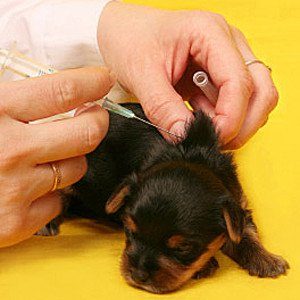 vaccino cane mondofido