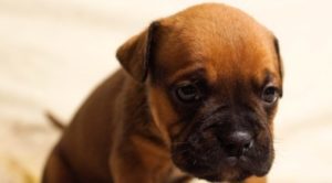 vaccino cane mondofido copertina e1520787001916