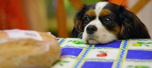 5372532418 1280 o 1 e1523218016119