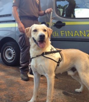 Cally cane antidroga