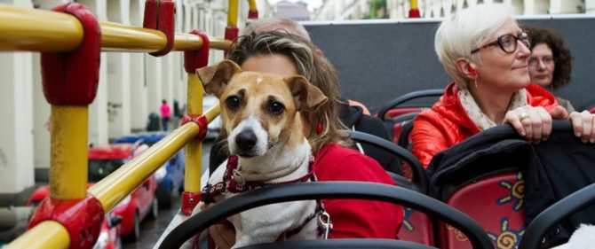 Cane sui mezzi pubblici: cosa dice la legge?