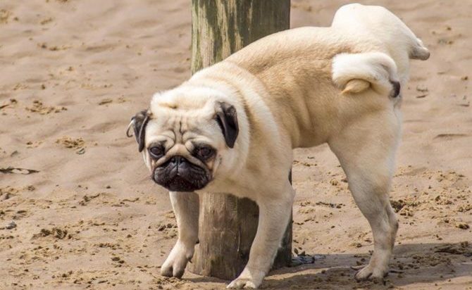 Sangue nelle urine del cane quali sono le cause