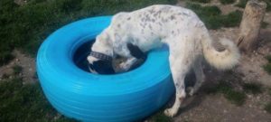 arricchimento ambientale e giochi 5 e1524229311732