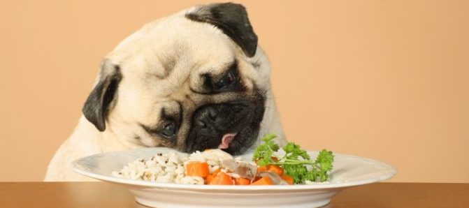 Il cane, il cibo e le strane abitudini.