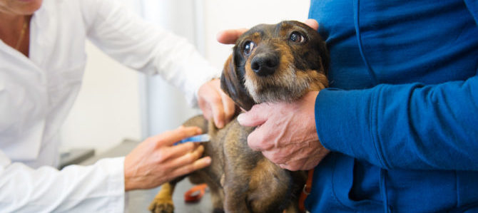 La corretta manipolazione del cane.