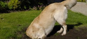 cane sotterra cose e1523623405844