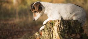 cane su tronco bis e1524666391298