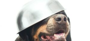 ciotola acqua e1523100837381