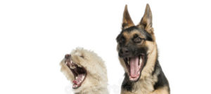 gruppo di cani che sbadigliano 30819344 e1524053347489