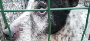 lucky e1523219228222