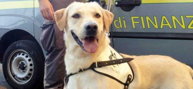 A Ventimiglia, sequestrati 700 grammi di cocaina grazie a Cally, labrador antidroga